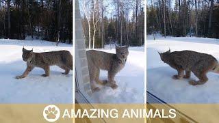 Lynx Found Up-Close Outside Homeowner's Bedroom