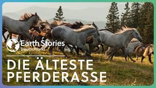 Die weltbekanntesten Hengste: Könige und Krieger der Pferde | Doku | Earth Stories Deutschland