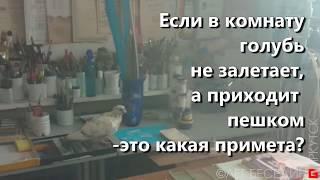 Если голубь пришёл – это какая примета? :-/