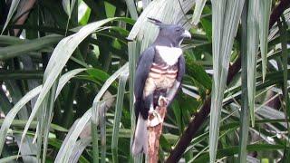 Migratory BLACK BAZA visited Ecogreen, Singapore