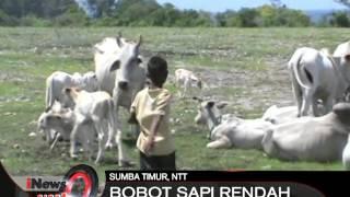 Kab. Sumba Timur, NTT siap menjadi pemasok ternak sapi ke Jakarta - iNews Siang 01/02