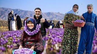 The simple life of a rural girl and father in Iran/Harvesting saffron from a small plot of land#iran