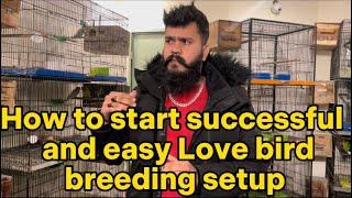 How to start successful and easy love bird breeding setup ( my birds room )