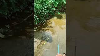 Ultra lite fishing with double hook #floatfishing#tilapia #microfishing #smallfishes #baitfishing