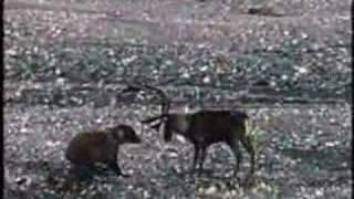 Grizzly Bear vs Caribou