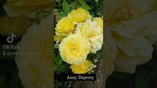 EDROSES/Троянда  Анні Дюпре (Anny Duperey, MEItongas, Yellow Meilove ), Meilland Франція, 2006.Шраб