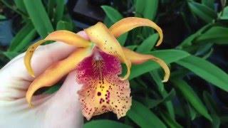 Myrmecatavola / Recchara Frances Fox & Cattleya Alliance Blooms in Schwerter Orchideenzucht