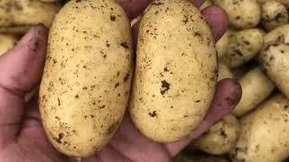 Incredible Potato Reveal | New favourite variety: Charlotte with bonus Berry Harvest 