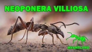 Обзор муравья Neoponera villosa