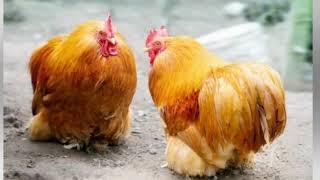 Chicken Breed Profile - The Cochin Chicken