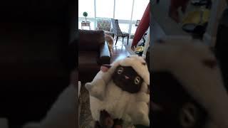 I test YouTube’s new feature by throwing Willow the Wooloo