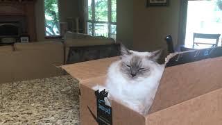 Кошка Рэгдолл  и ее разные кроватки - где же она спит - новая коробка - ragdoll cat