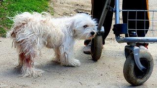 Poor Doggy got Grooming Transformation for FREE