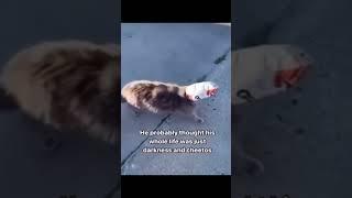 cat thought his life was just darkness & cheetos... #memes #meme #foryou #shortsviral #funny #fyp