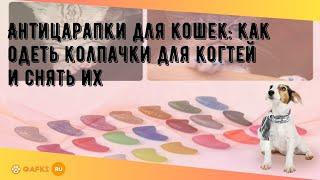 Антицарапки для кошек: как одеть колпачки для когтей и снять их