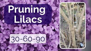 Pruning Lilacs [30-60-90 Updates]