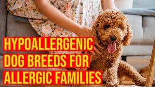 10 Cutest Small Hypoallergenic Dog Breeds For Allergic Families