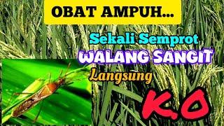 OBAT AMPUH.... SEKALI SEMPROT WALANG SANGIT LANGSUNG AMBYAR DAN K.O