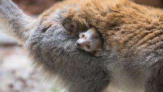 Endangered Crowned Lemur Born at Lincoln Park Zoo