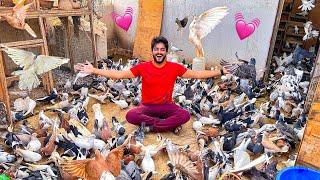 5000 KABOOTAR Kay Sath  | Pigeons World | Village Life