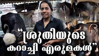 ശ്രുതിയുടെ എരുമ കൂറ്റന്മാർ || 15 ലിറ്റർ പാൽ തരുന്ന കറാച്ചി എരുമകൾ || BUFFALO FARMING || KERALA