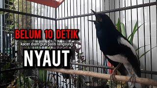 SUARA BURUNG kacer gacor NGEPLONG TARUNG ini paling AMPUH buat PANCINGAN KACER agar EMOSI