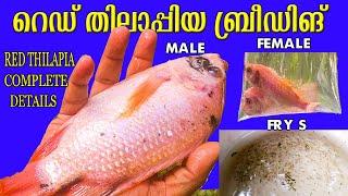 Red tilapia fish breeding | [complete details ].