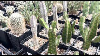 Amazing Succulent Nurseries and New Succulent Additions Euphorbia, Haworthia and Cacti