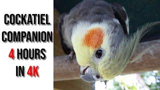 4 Hours of Friends for Your Pet Bird Cockatiel Companion