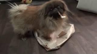 Пекинес Дендик бедокурит - рвёт бумажный пакет (Pekingese dog funny)