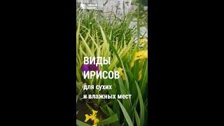 Виды Ирисов для сухих и влажных участков. Секрет правильной посадки Ирисов