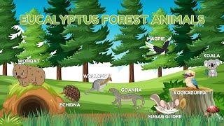 Eucalyptus Forest Animals | Animal Names for Children