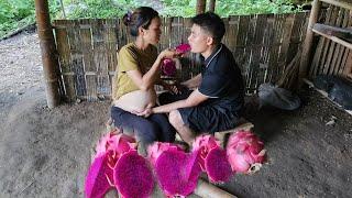 A Bumper Crop Of Dragon Fruit Is Brought To Market For Sale, Farm Life- Lý Thị Nhâm