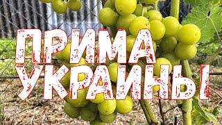 Ультраранний виноград ПРИМА УКРАИНЫ.