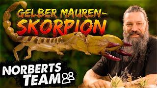 KLEIN ABER FRECH  | NORBERTS TEAM | Zoo Zajac