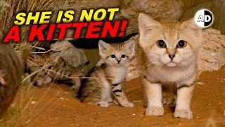 Adult Sand Cats Look Like Kittens and Kittens Look Like Even Smaller Kittens!