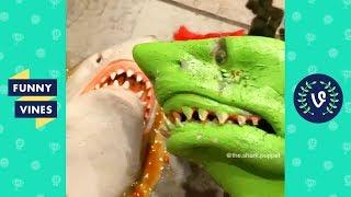 TRY NOT TO LAUGH - Funny Shark Puppet Instagram Videos!
