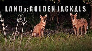 The Howlings // Jackal Sounds, Jackal Howling, Jackal Howling Sounds At Night, Wild Camp