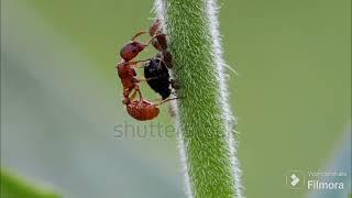 Ant mating. How mate ant mating with queen ant.