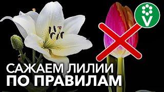 НЕ САЖАЙТЕ ЛИЛИИ РЯДОМ С ТЮЛЬПАНАМИ! И другие важные моменты при посадке лилий осенью