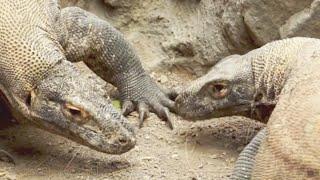 Why This Zoo Is Breeding Komodo Dragons