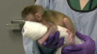 World's first chimeric monkeys are born Video Reuters