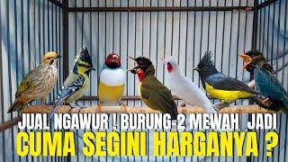 JUAL NGAWUR ! JADI CUMA SEGINI ? HARGA2 BURUNG MEWAH DI PASAR PRAMUKA