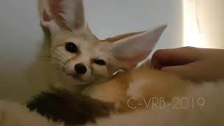 More Cuddling Time with Djinn the Fennec Fox