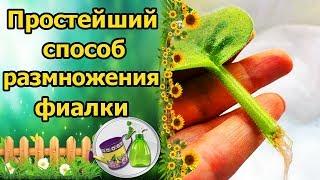 ПРОЩЕ НЕ БЫВАЕТ!!! РАЗМНОЖЕНИЕ КОМНАТНОЙ ФИАЛКИ ЛИСТОМ. КАК УКОРЕНИТЬ ЛИСТ СЕНПОЛИИ В ВОДЕ?