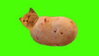 КОШКА - КАРТОШКА ФУТАЖ_CAT - POTATO FOOTAGE