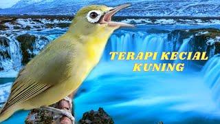 Masteran Kecial Kuning Suara Air - Pleci Lombok