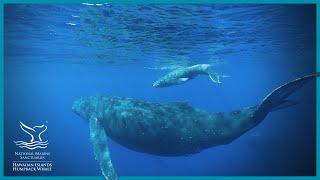 Hawaiian Islands Humpback Whale National Marine Sanctuary