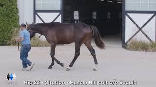 Hip 23 Citation - Muscle Hill x Sequin colt