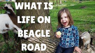 What is Life on Beagle Road?